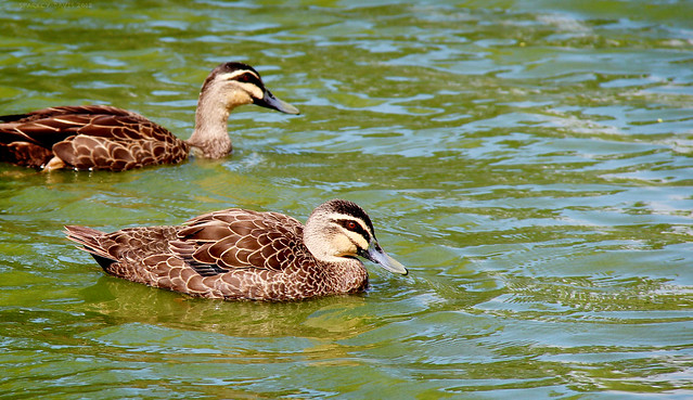 Ducks in Jolly Green Water