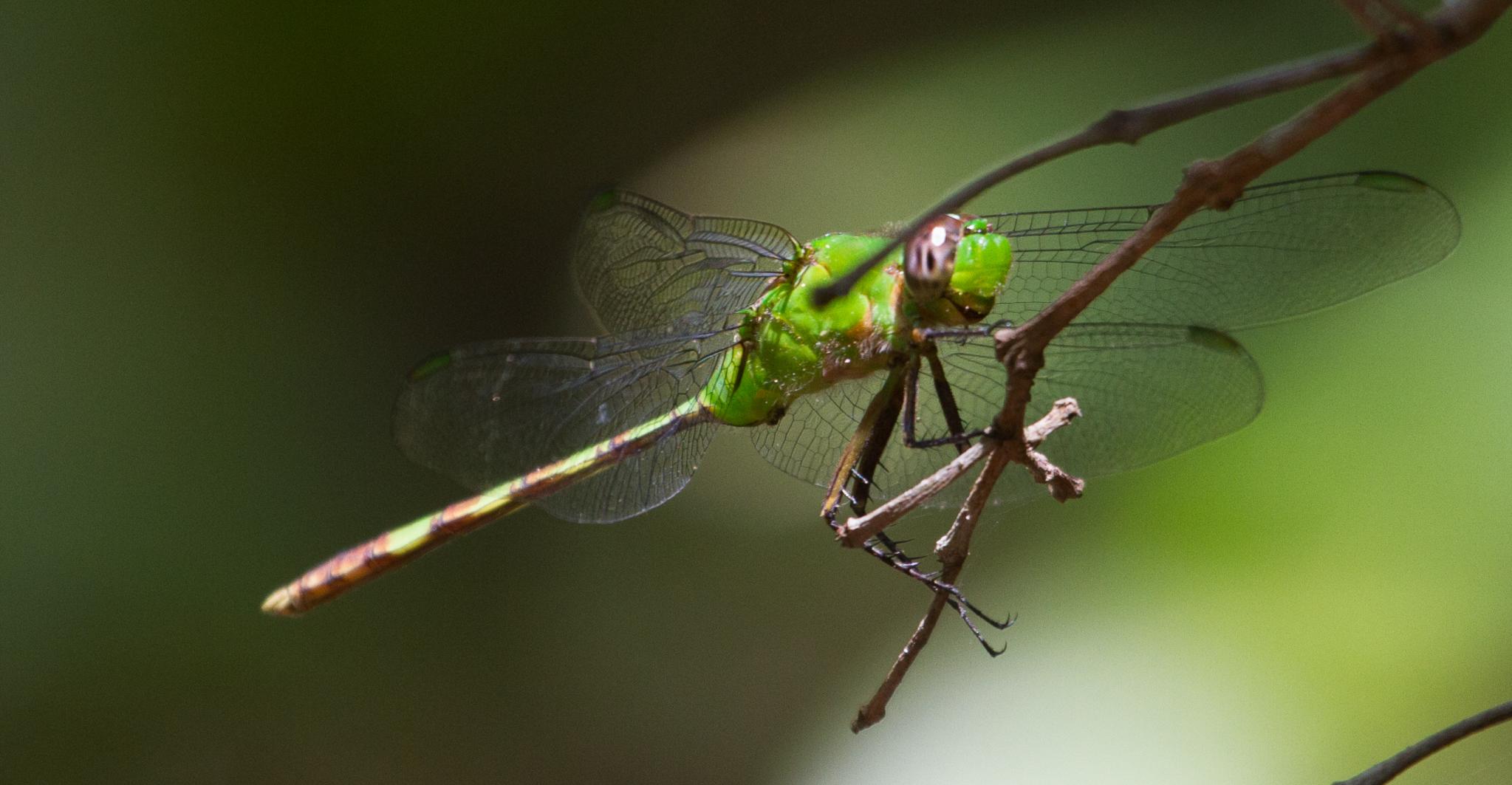 Great Pondhawk