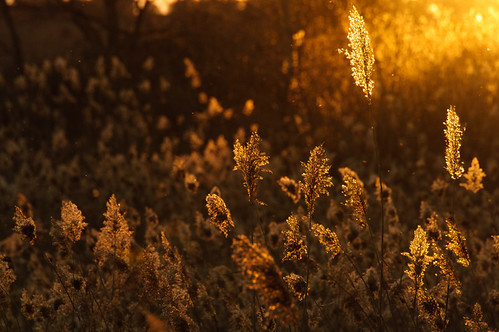 Baño de Oro by brunaita, madrid light españa naturaleza luz atardecer gold dawn licht spain bokeh natur dämmerung tamron span