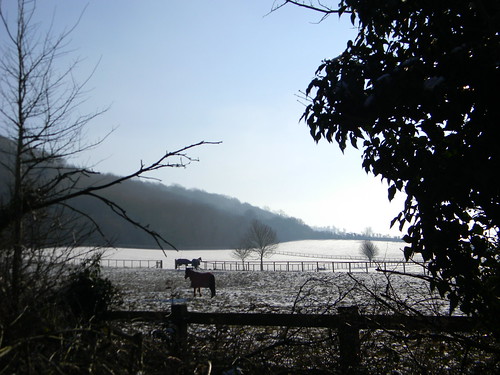Horses in the snow Saunderton to Bledlow