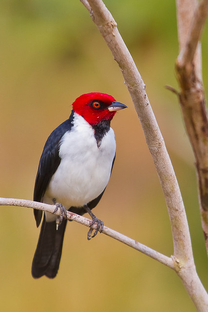 Cardeal-da-amazônia (Red-capped Cardinal)