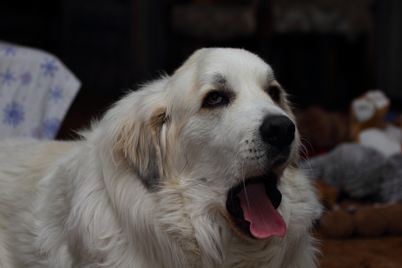 the great pyrenees 