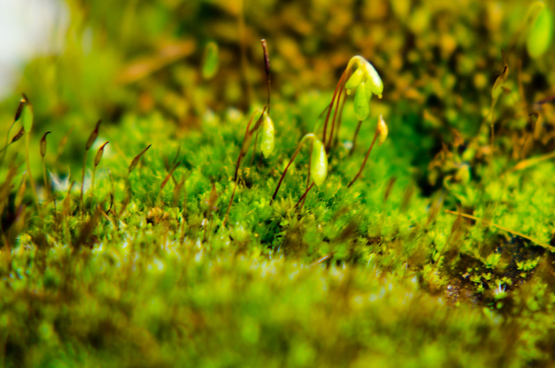Fruiting moss
