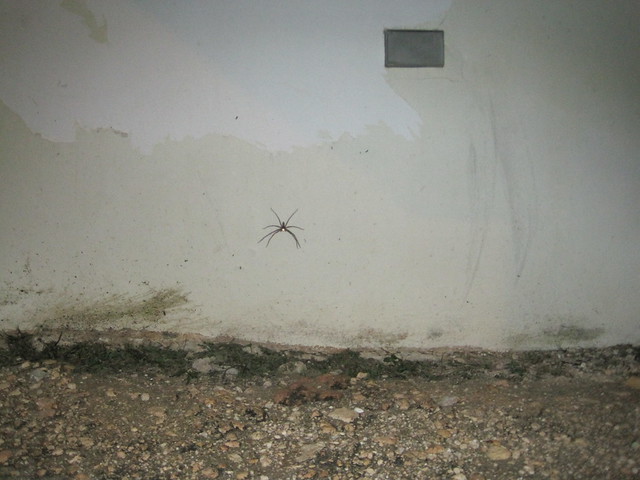 Cane spider next to an outdoor outlet
