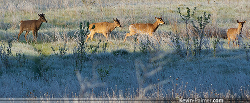 morning brown green field grass sunrise four early illinois frost pentax wildlife deer wadsworth kx lakecountyforestpreserve ethelswoods dal55300mmf458