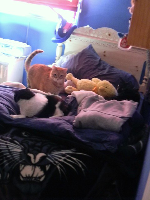 Three Kitties, One Bed