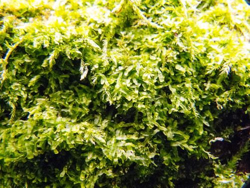 Moss on a bough