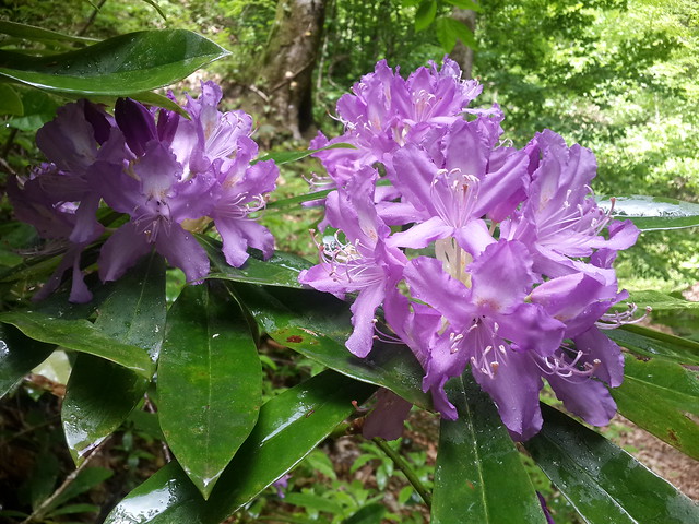 Рододе́ндрон понти́йский, Rhododendron ponticum
