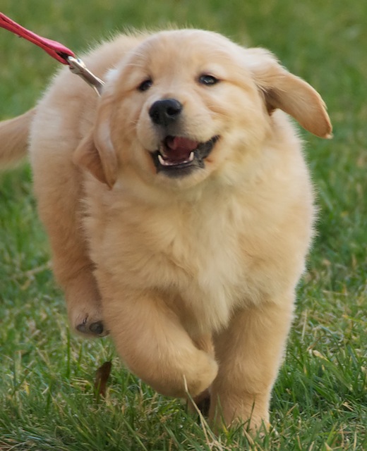 Golden Retriever Puppy Running Scattered1 Flickr