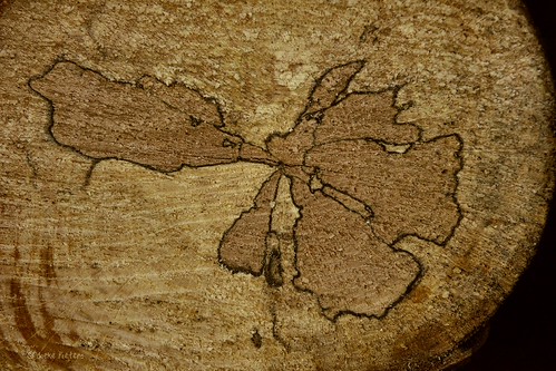 Drawing by Nature by joeke pieters