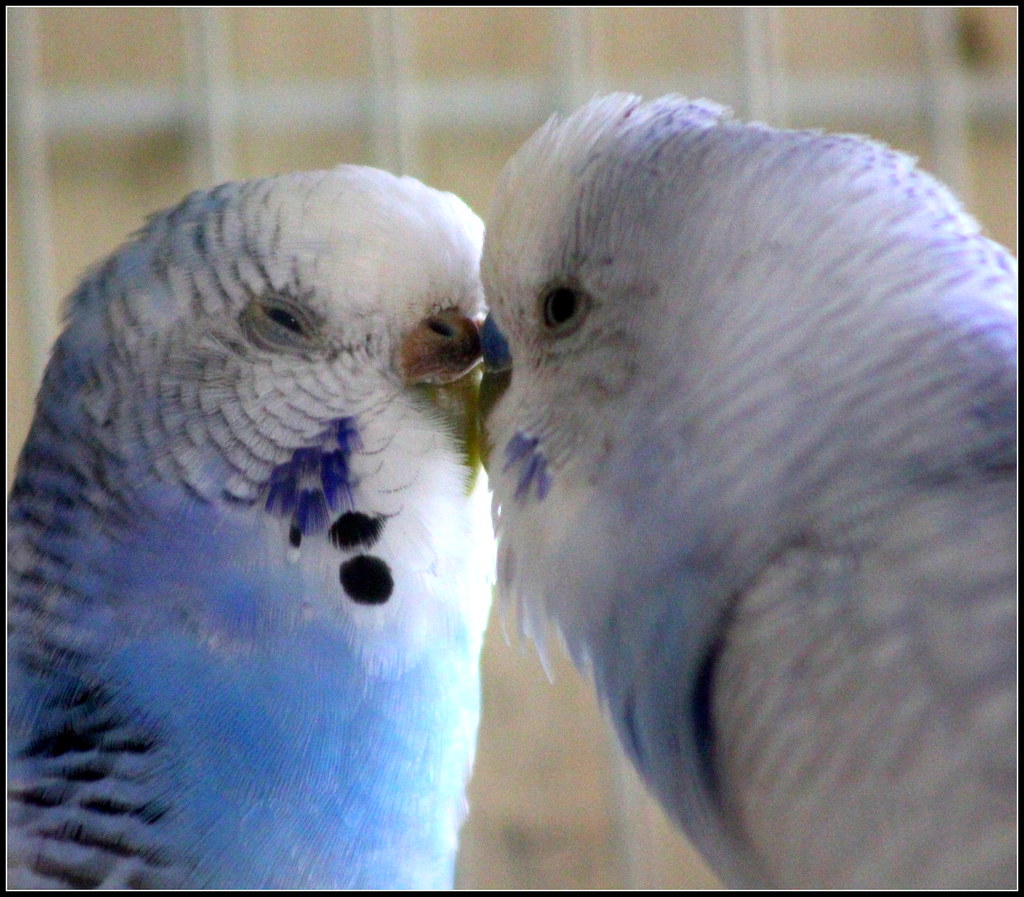 Conclusion: Understanding the cost of owning a budgie bird image