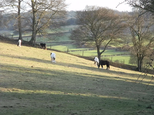 Horses on a slope Saunderton Circular via West Wycombe