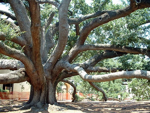 tree mississippi historic longbeach oaktree gulfport southernmississippi friendshipoak