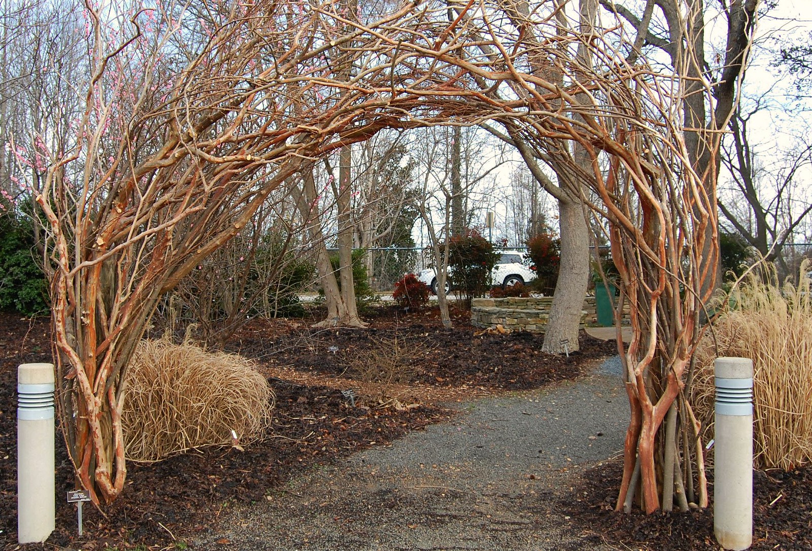 The J. C. Raulston Arboretum in Raleigh, N. C., - A Late Winter Visit