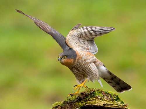 Sparrowhawk by Chas Moonie-Wild Photography
