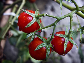 Tomates en miniatura | by Jonathan | Estudio Enie
