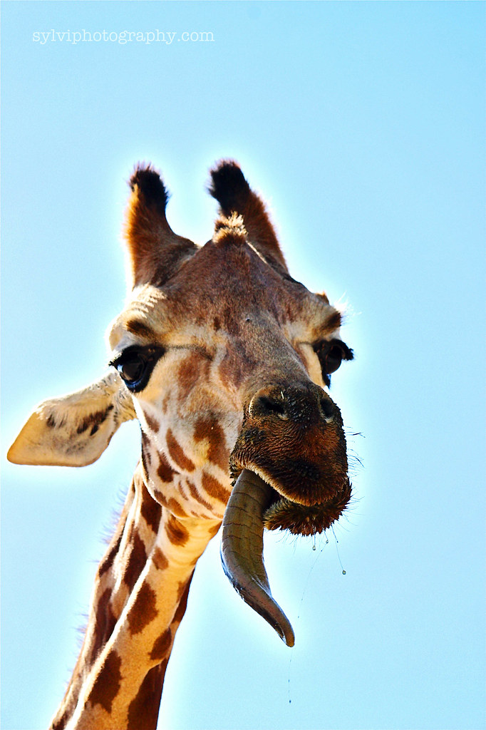 Funny face | Funny giraffe face | Sylvi Photography | Flickr