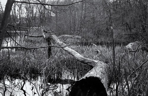Bellevue Pond by jores59