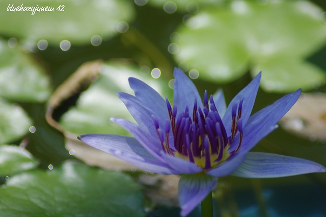 Water Lily ~ Nymphea Colorata #1 ~