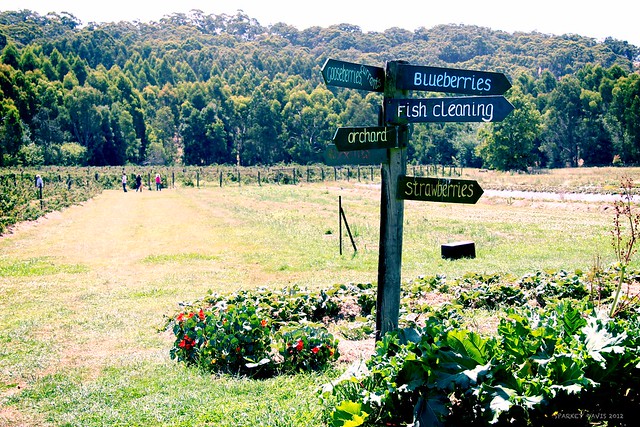 Odd Berry Farm Signpost