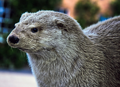 Attingham Stuffed Otter | by Martin David Photography