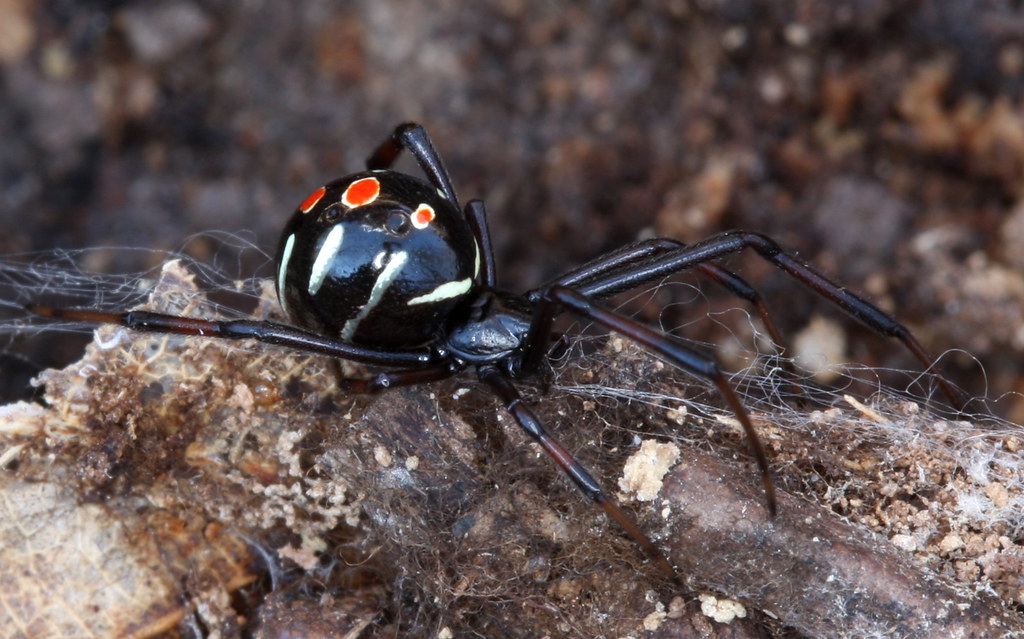 Northern Black Widow | Latrodectus variolus Rock Bridge Memo… | Flickr