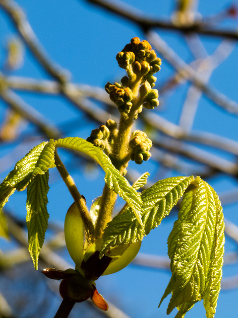 Horse chestnut flowering