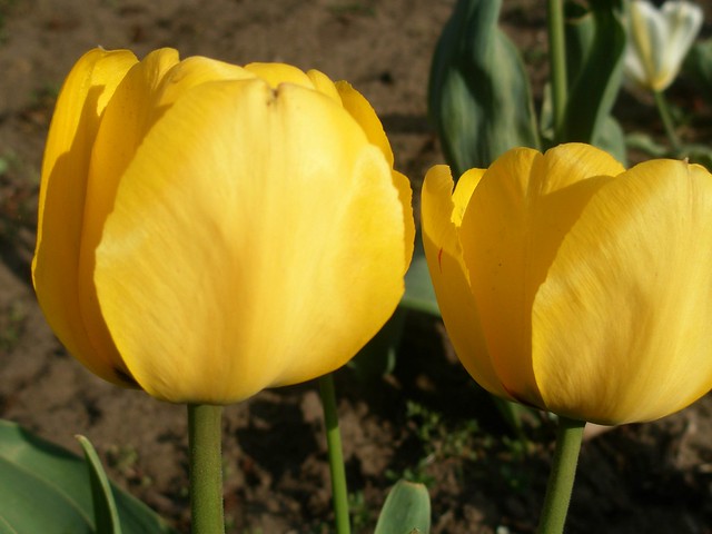 P4220024Two yellow tulips