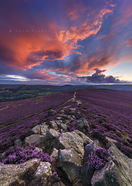 Winhill purple dusk