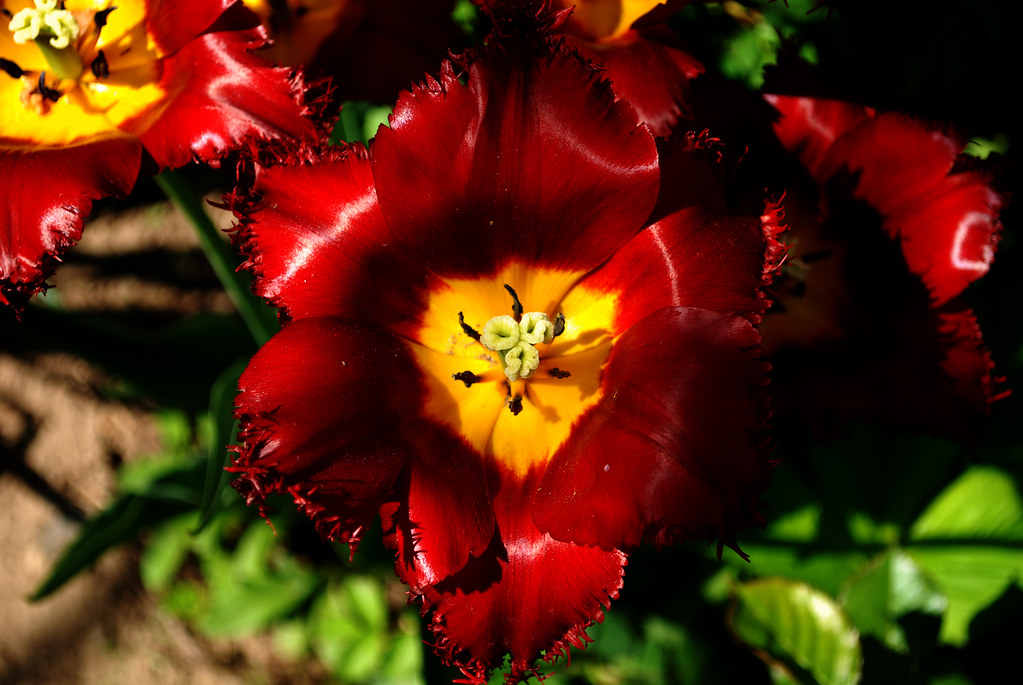 Red Fringed Tulip in a Flowery Garden