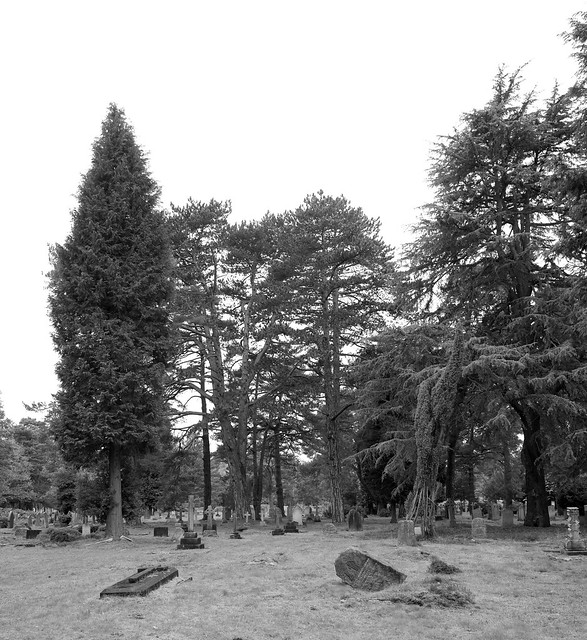 Pines and graves