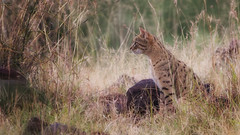 Indian Desert Cat