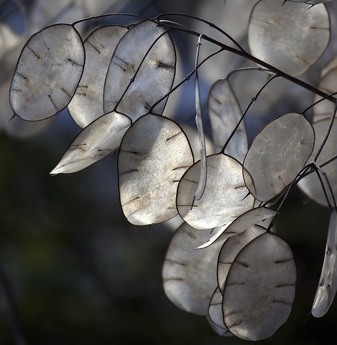 Light in January  (seeds of Lunaria annua "Money Plant" "Honesty" "Silver Dollars" - in Sweden: "Coins of Judas") by Sanunas