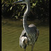 Flickr photo 'Great Blue Heron' by: Manuel Mejia Photography.
