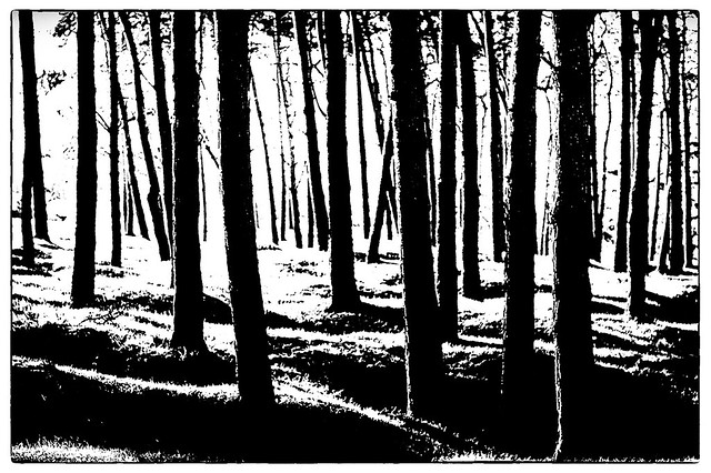 Winter woods /2