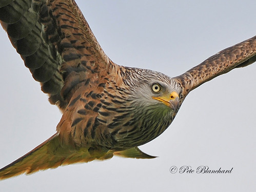 Red Kite | by PETEJLB
