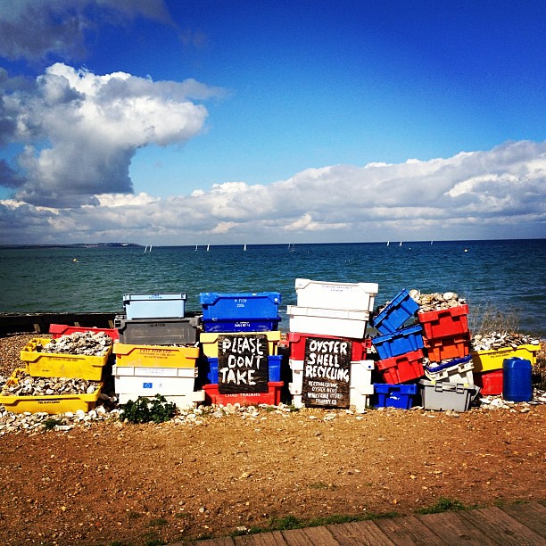 Whitstable oyster shells