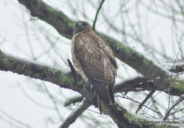 Red Tail hawk after late winter snowfall.