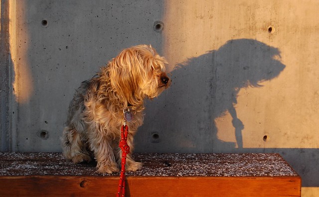 Little Dog - Big Shadow