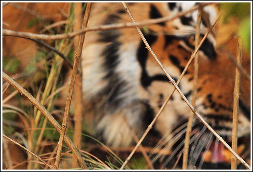 park india mountains nature landscape tiger royal olympus safari national jaws predator bengal himalayas corbett dey garhwal anindo corbettnationalpark uttarakhand royalbengaltiger e520 olympuse520 oniondo anindodey