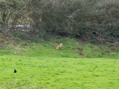 Fox in the distance