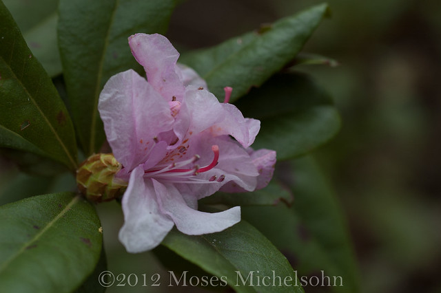 Rhododendron chapmanii - Gadsden County, Florida, United States of America