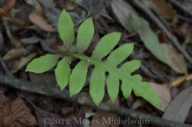 Woodwardia areolata - Leon County, Florida, United States of America