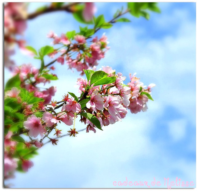 sky-blue pinks ... Yoshino cherry tree