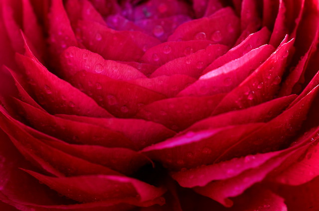 Ranunculus Rose Rain