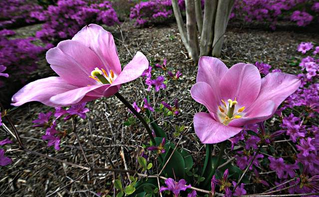 Sherwood Gardens Spring Blooms - Guilford, Baltimore, MD