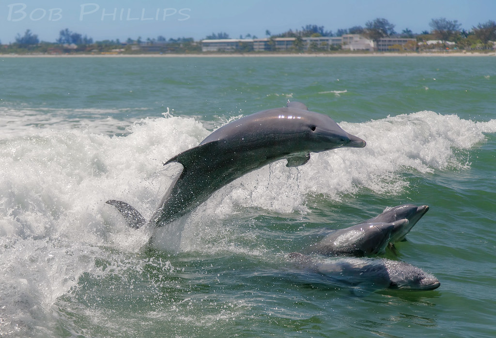 Dolphins Sannibel Island