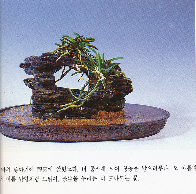 Korean Neofinetia mounts