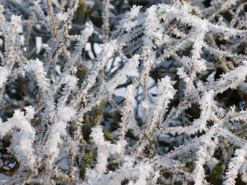 Hoar frost 