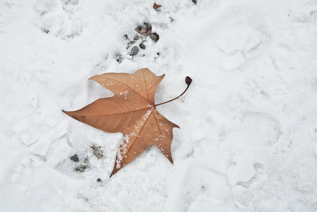 le jardin d'hiver | Henri Salvador - Jardin d'Hiver | .:grana:. | Flickr